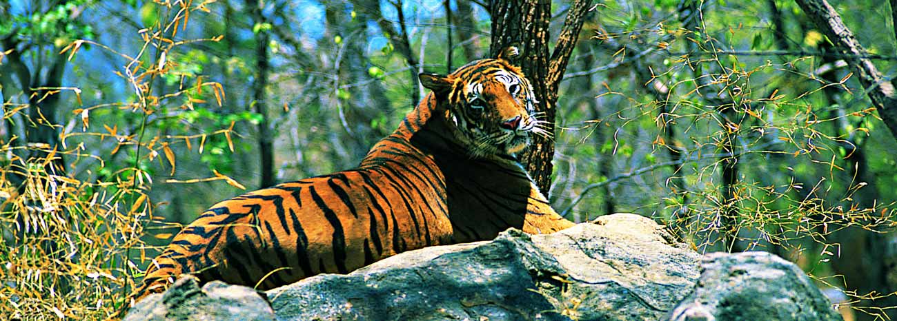 Periyar National Park, Periyar National Park in Kerala, Periyar Tiger  Reserve, Thekkady Tour