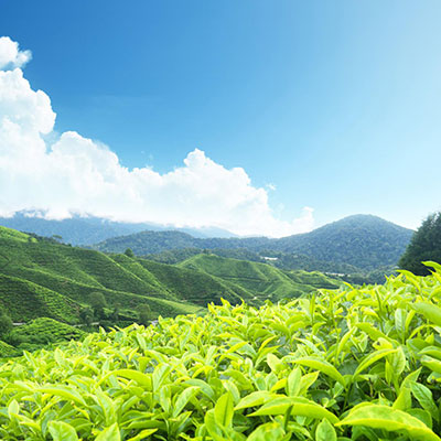 Tea and Coffee Gardens of Kerala
