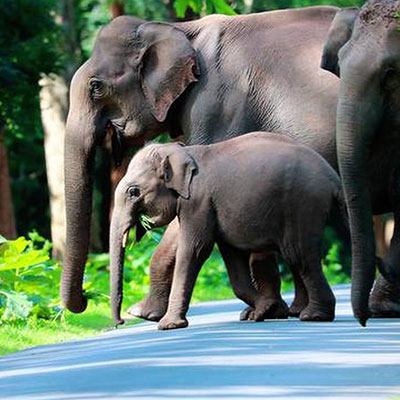 Wildlife Sanctuaries in Kerala