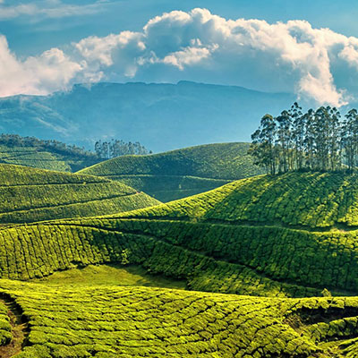 Munnar Tea Garden, Kerala